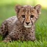 James Machado profil fotoğrafı