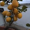 Фото профиля lemontree 🏳️🍉