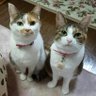 fukafuka(=^ェ^=) 的头像