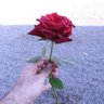 al_rubiey 的头像