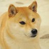 ShibeMate's profile picture