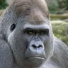 ゴリラ会社員's profile picture