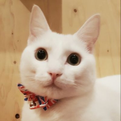 koujun08110202's profile picture