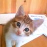 さっこ 的头像