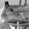 Фото профиля Northlandfox
