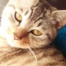 かりかり猫 ぱりぽり兎's profile picture