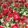 Фото профиля (●..●)すかる(●..●)