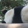 baymax profil fotoğrafı