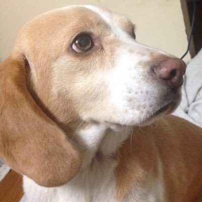 Ban_jpx's profile picture