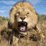 Sergio. profil fotoğrafı