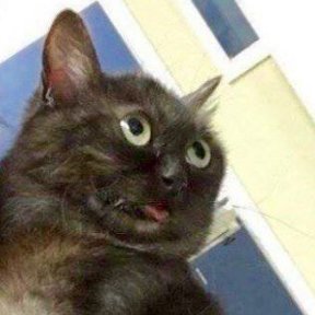 Heartless's profile picture