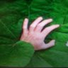 Plant Man 的头像