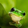 Frogga ;) profil fotoğrafı
