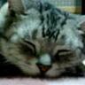 だいさん's profile picture