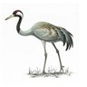Ben Crane's profile picture