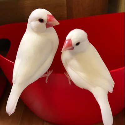 yoncha1107's profile picture