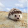 Ciaobella's profile picture