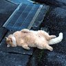 Profilbild von むり猫