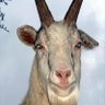 Profilbild von Моби