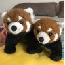 Profilbild von ヨッシー