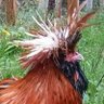 Rooster profil fotoğrafı