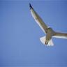 Seattle Blue Gull 的头像