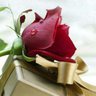 أبا دُرَّة القطيــــطي's profile picture