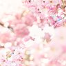 Фото профиля nashizaki