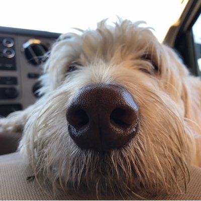 sailingdoodles's profile picture