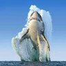 Rom profil fotoğrafı