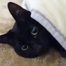 ばっちょ profil fotoğrafı