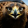 Joshua Djodjo's profile picture