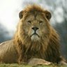 Marleyfan's profile picture
