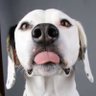 Lisa Anne's profile picture