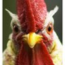 Фото профиля Chickenman