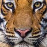 MrMotts profil fotoğrafı