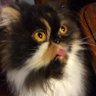 Mei Mei's profile picture