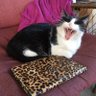 Dr. 🐯PattyCatty🦁Stokes😸 profil fotoğrafı