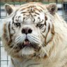 Profilbild von Bruno Thunderdragon