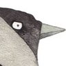 Jackdaw ⍼ 的头像