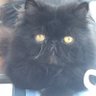 Profilbild von giovamagna
