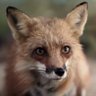 Profilbild von huggybear99