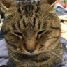 うらしまうら's profile picture