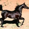 oks profil fotoğrafı