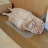 chouchou 的头像