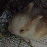 魚 profil fotoğrafı