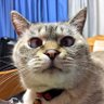 チョコ丸's profile picture