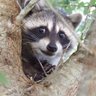 CityPanda profil fotoğrafı