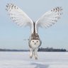 Profilbild von Gufobianco