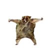 Profilbild von 陰獣